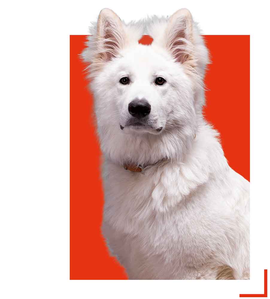 Eko est la mascotte de L'agence de communication L'Atelier XV